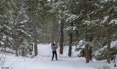 Skiing along the Lynx Trail. Photo credit: Peter Istvan